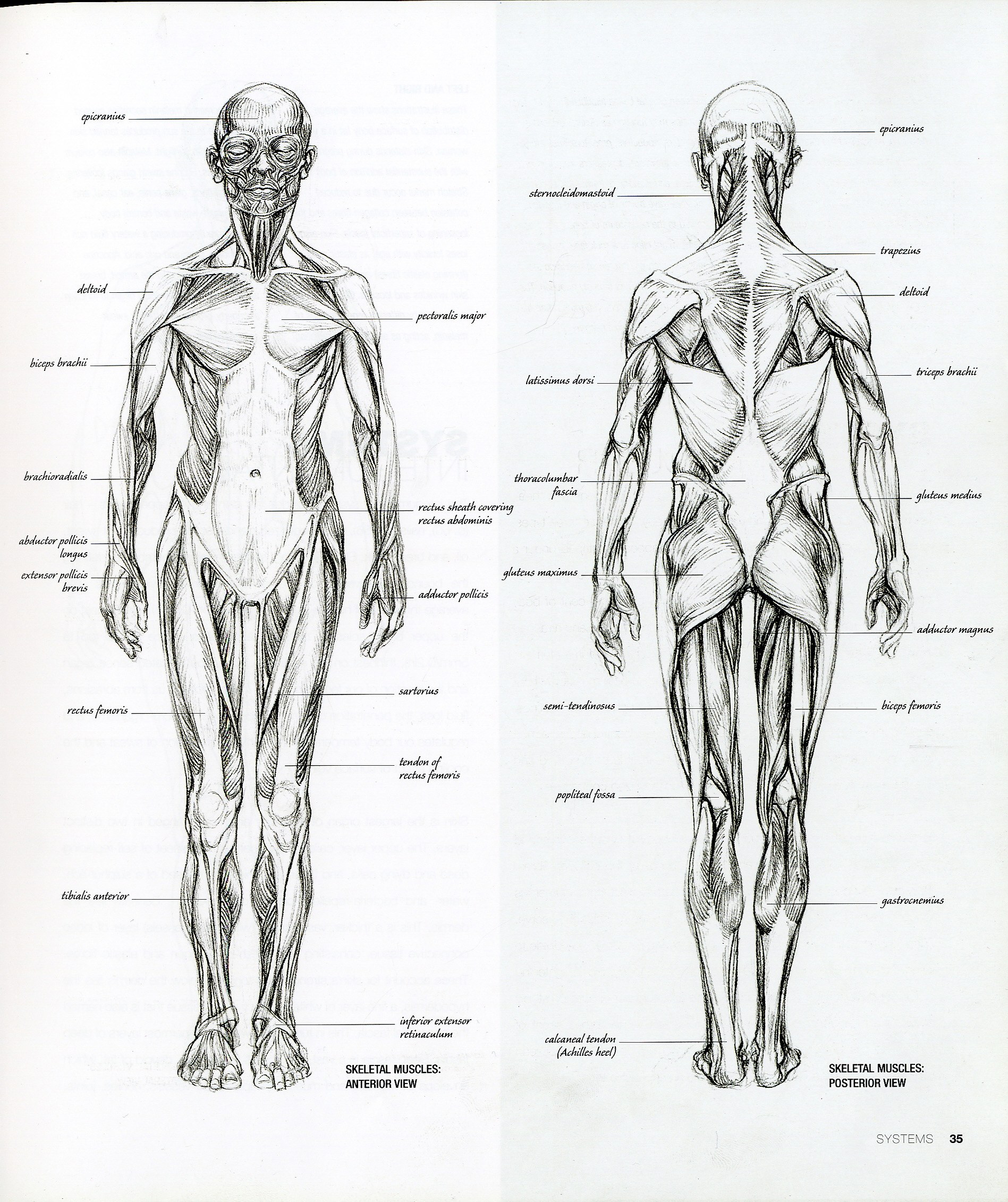 Human skeletal muscles anatomy
