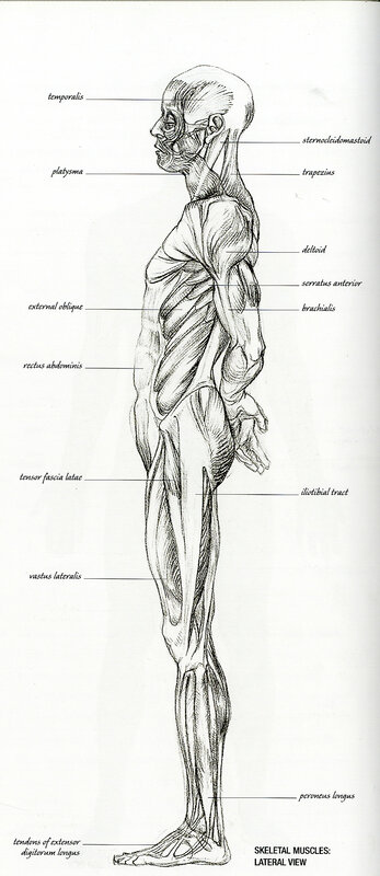 Human skeletal muscles lateral view