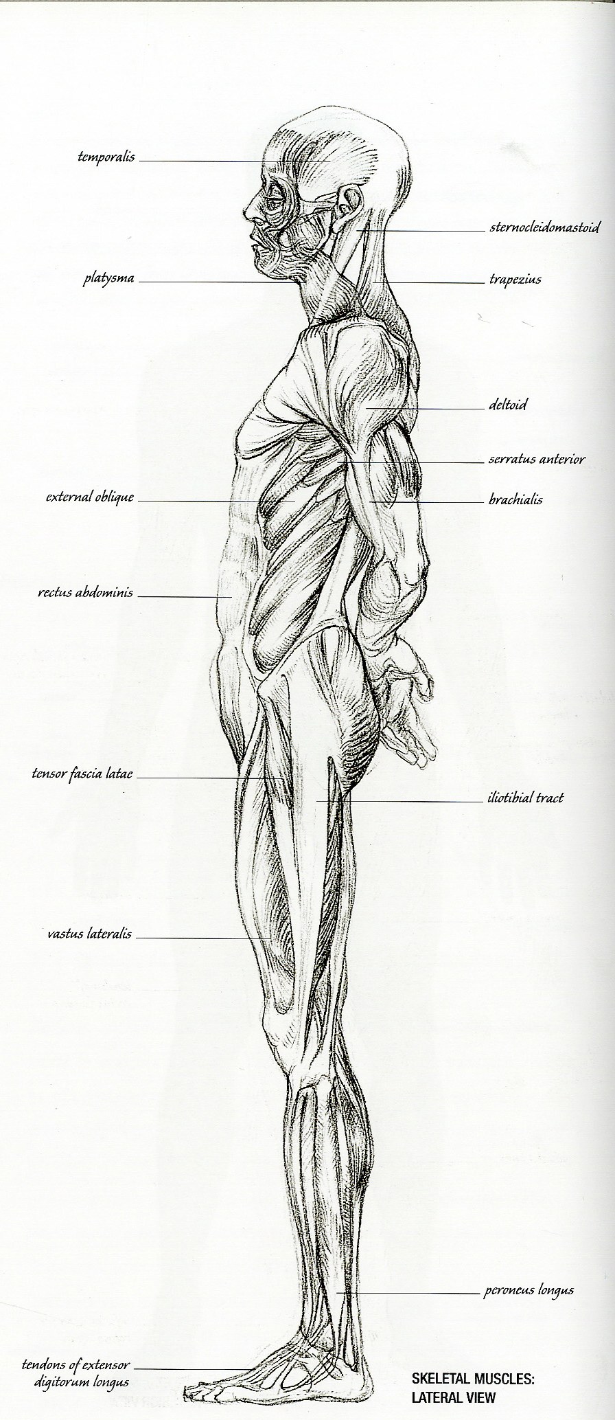 Human skeletal muscles lateral view