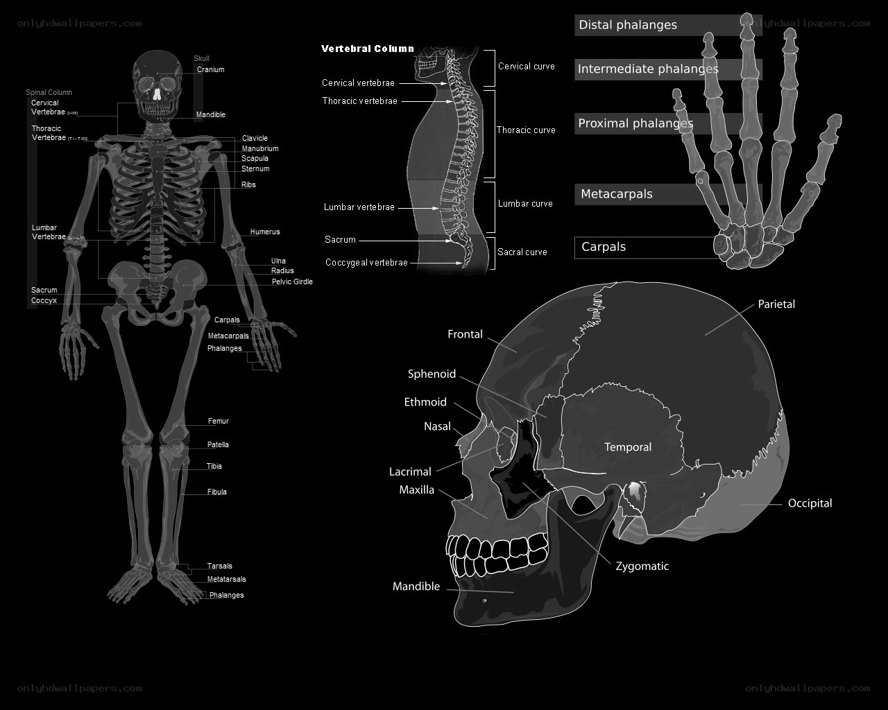 Human skeletal system diagram