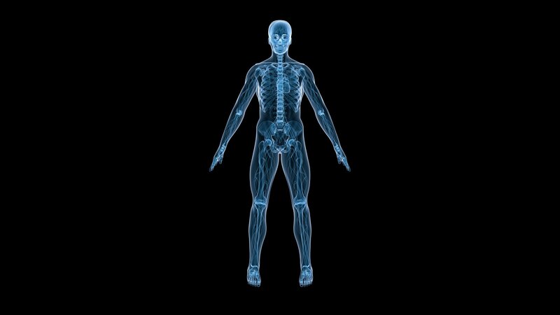 human skeletal system