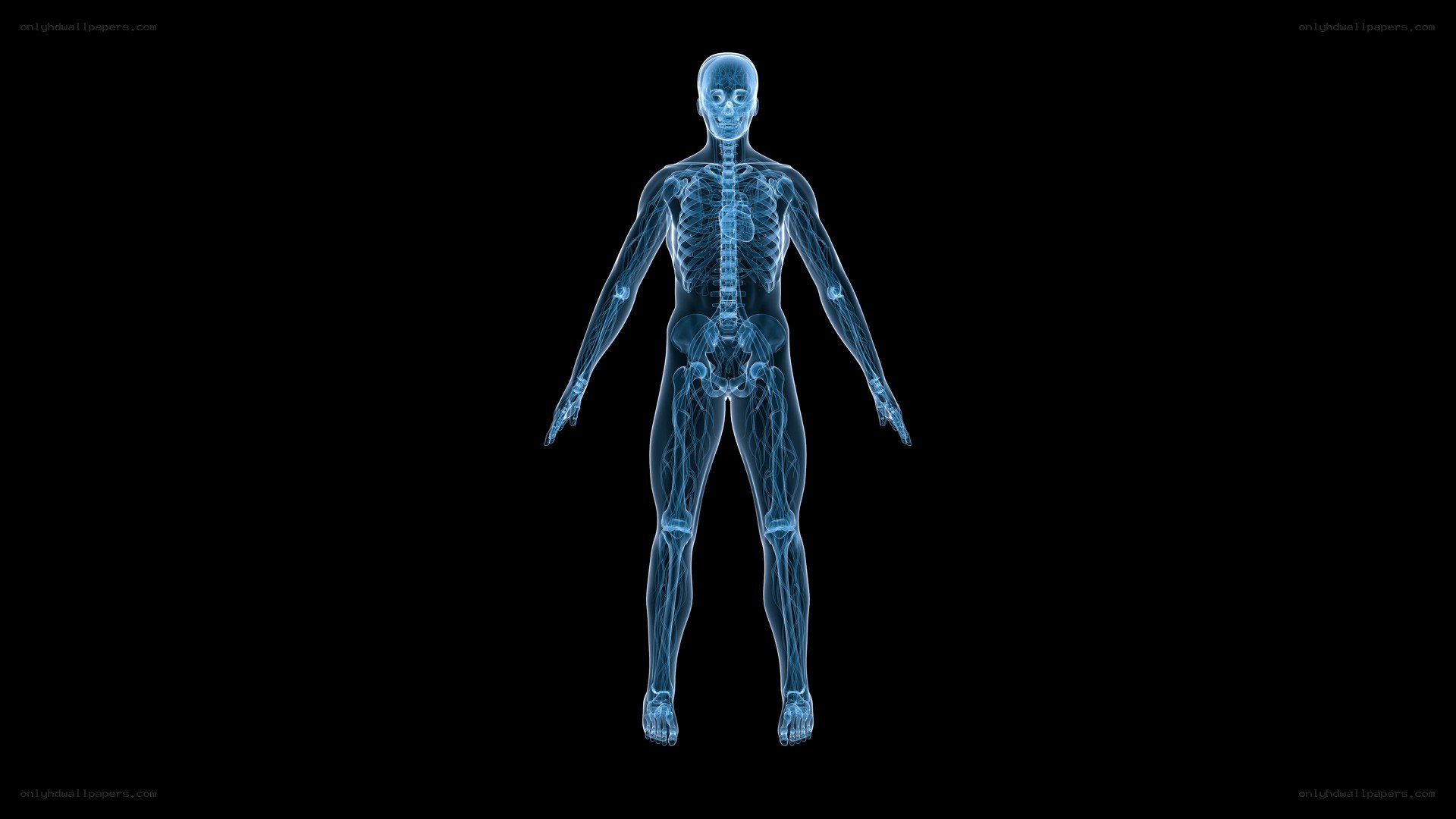 human skeletal system