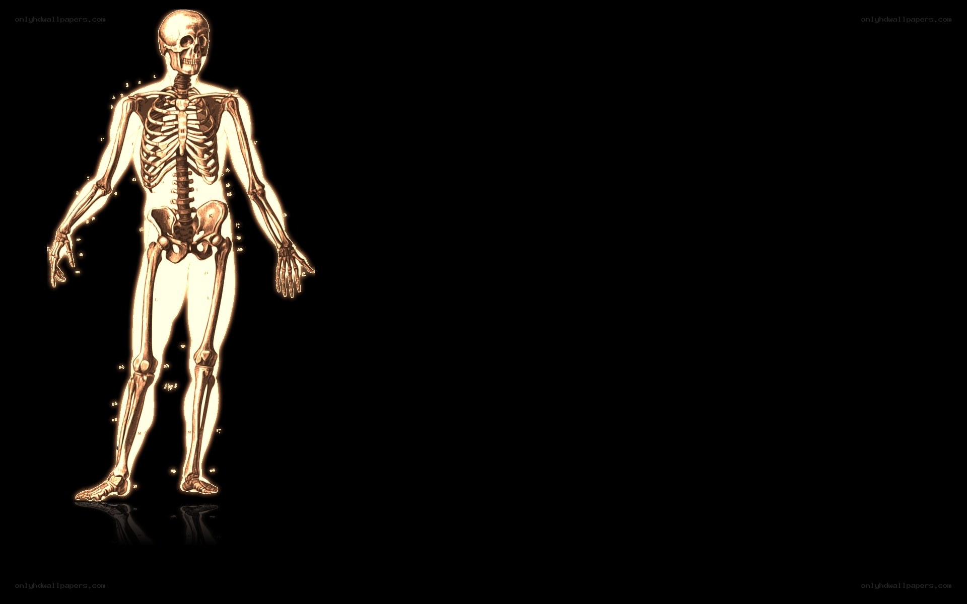 human skeleton anatomy