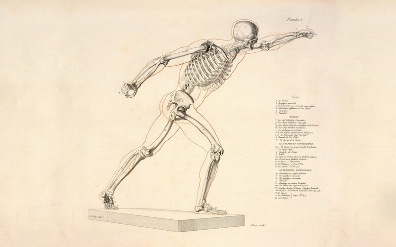 Human Skeleton Anatomy — Beige