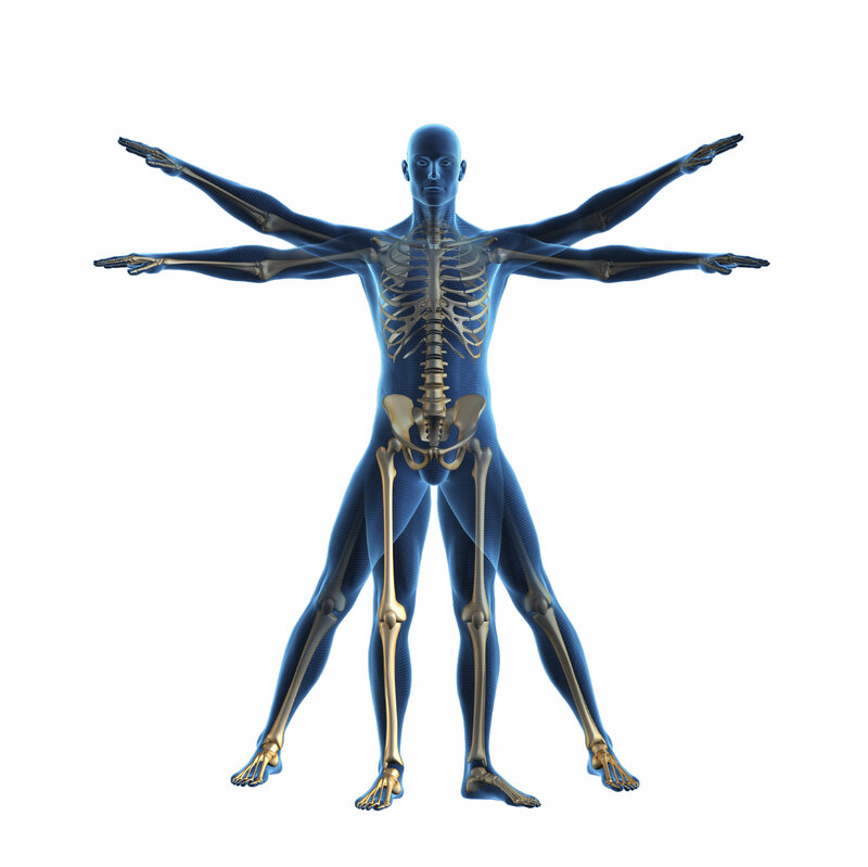 Human Skeleton Anatomy — Blue