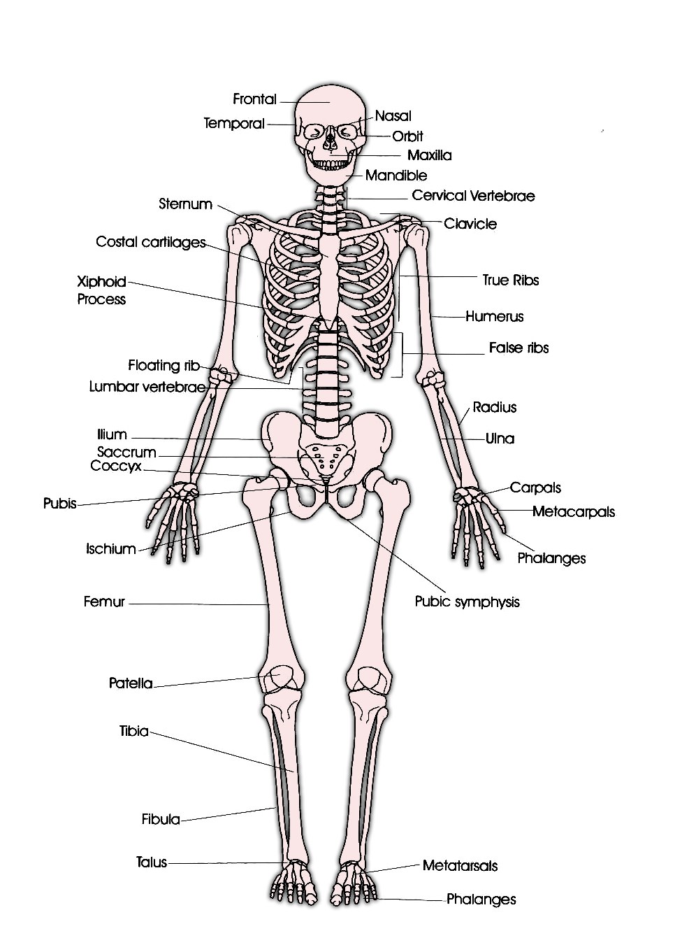 Human skeleton anatomy diagram