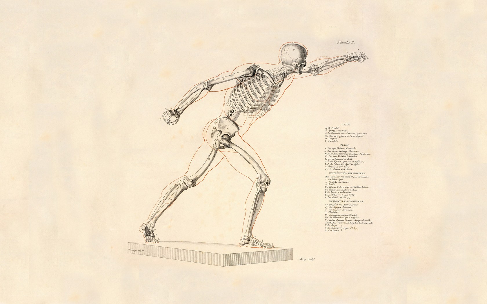 Human skeleton anatomy diagram