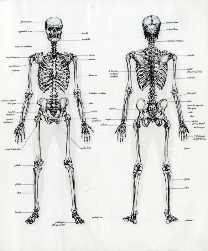 Human Skeleton Anatomy Diagram
