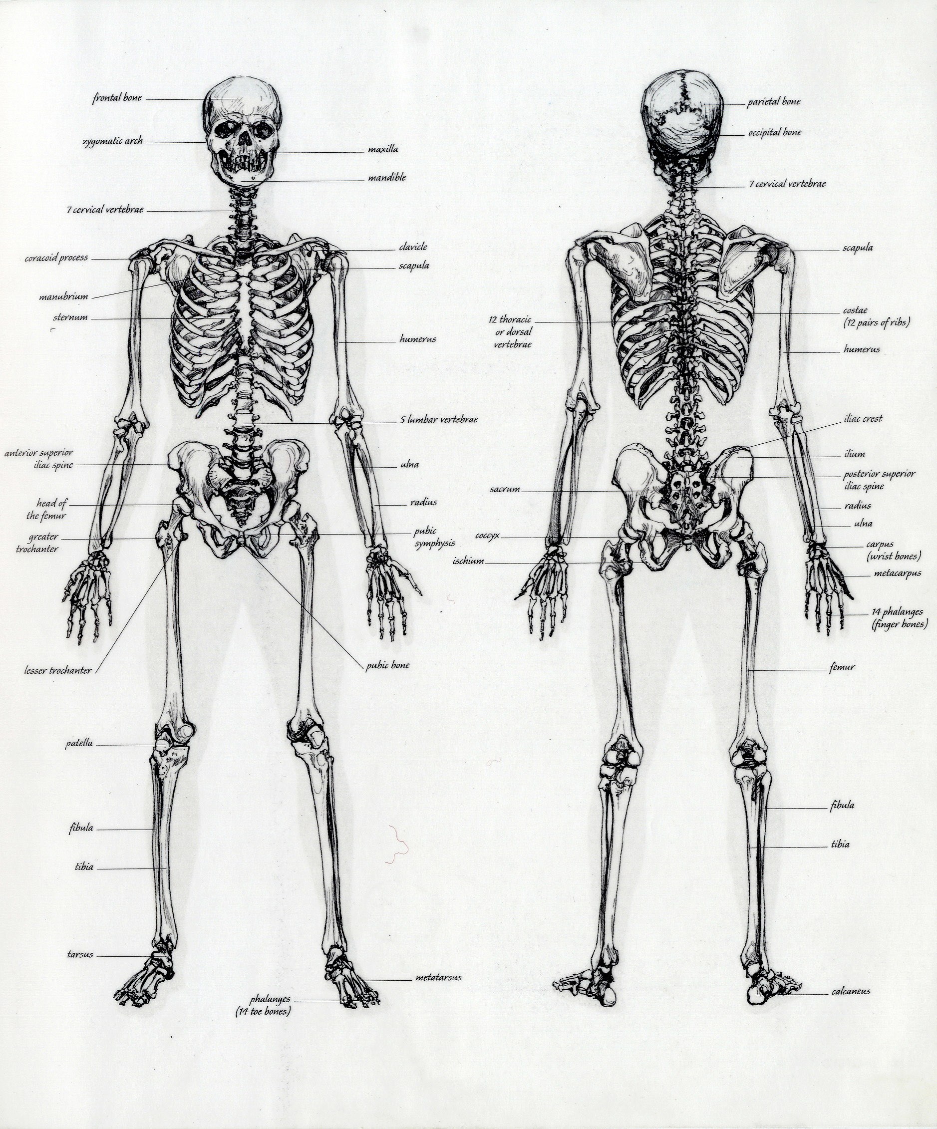 Human Skeleton Anatomy Diagram