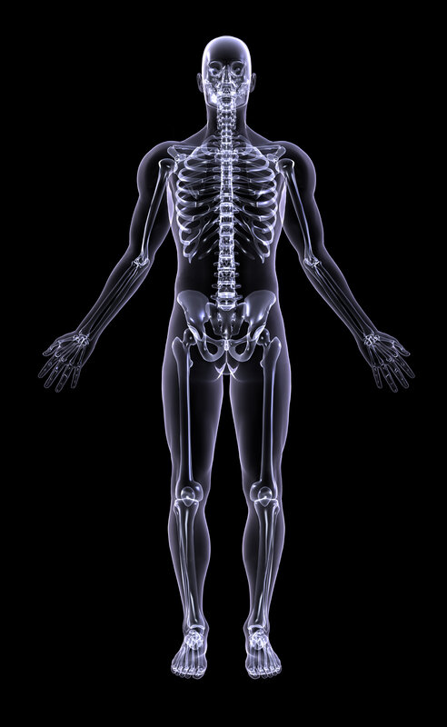Human skeleton anatomy