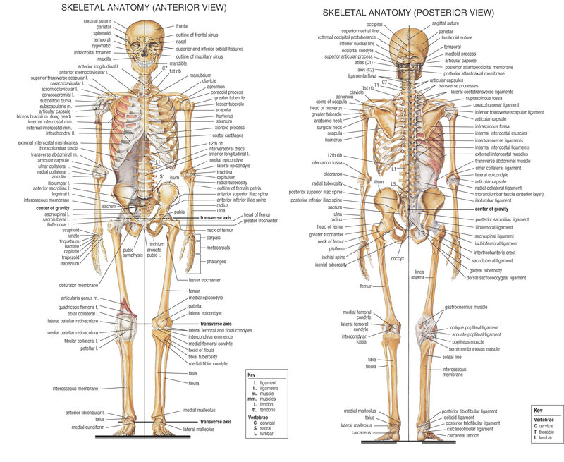 Human Skeleton Anatomy — White