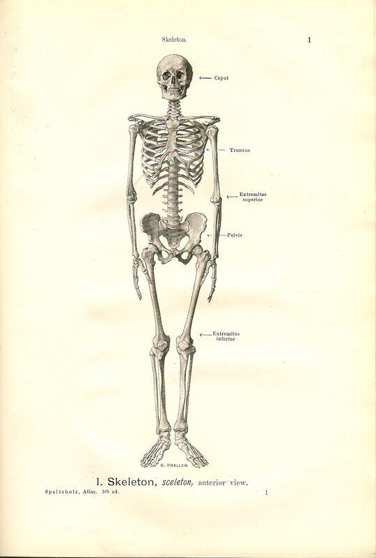 Human skeleton anterior view