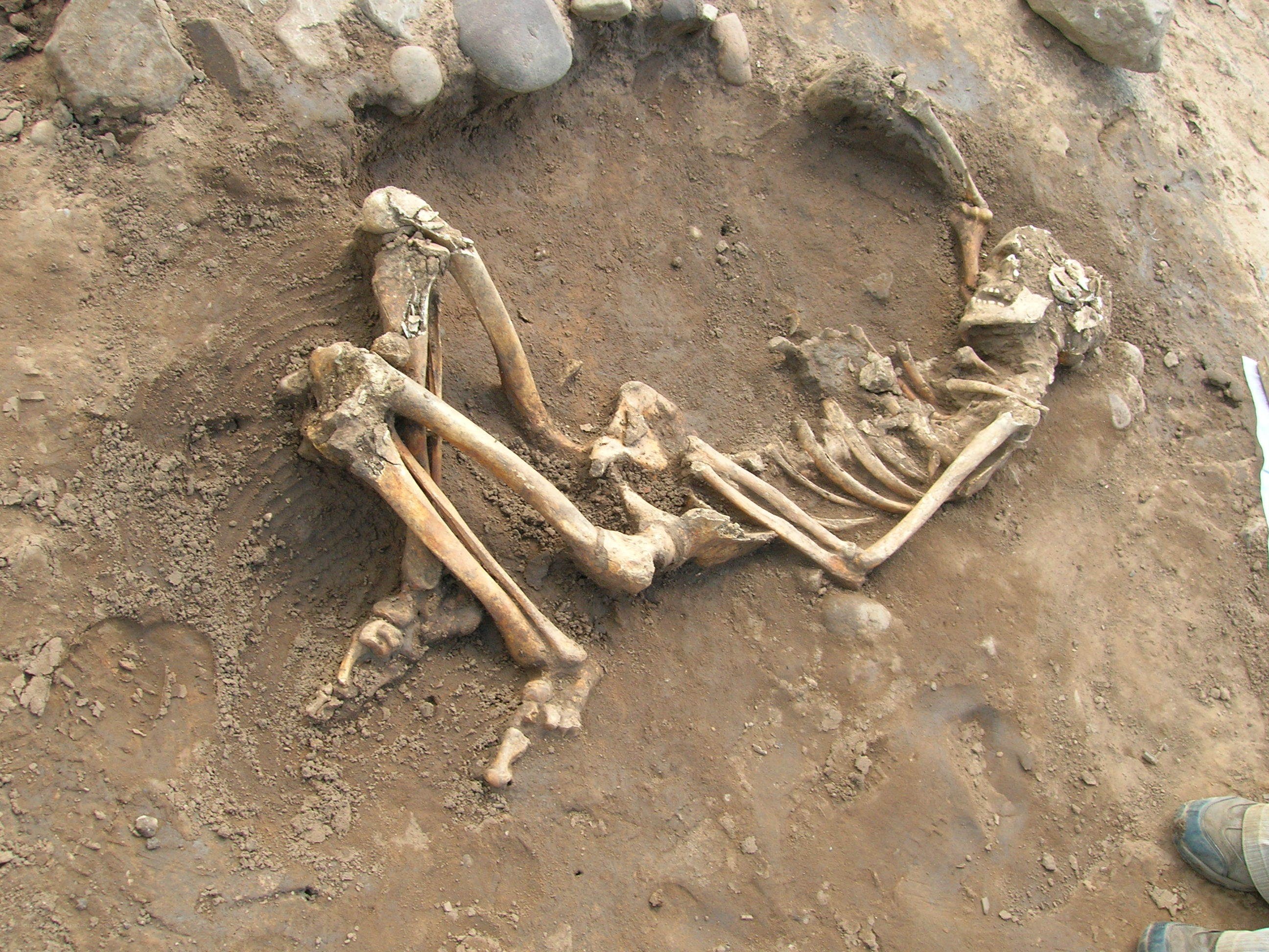 Human skeleton at archaeological site
