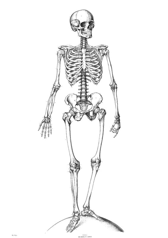 Human Skeleton Diagram — Black