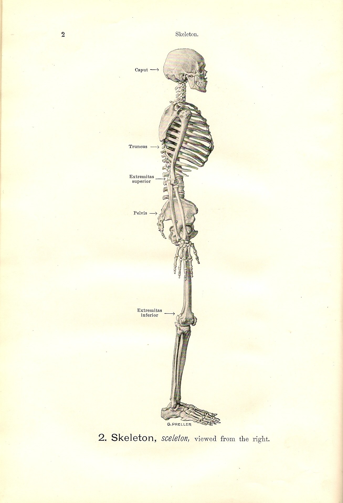 Human skeleton diagram