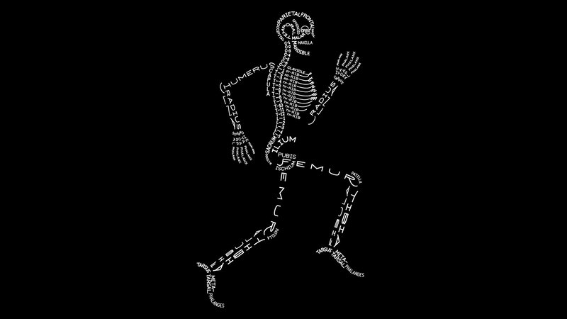 Human Skeleton Figure