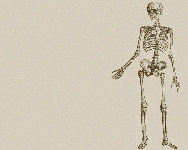 human skeleton illustration