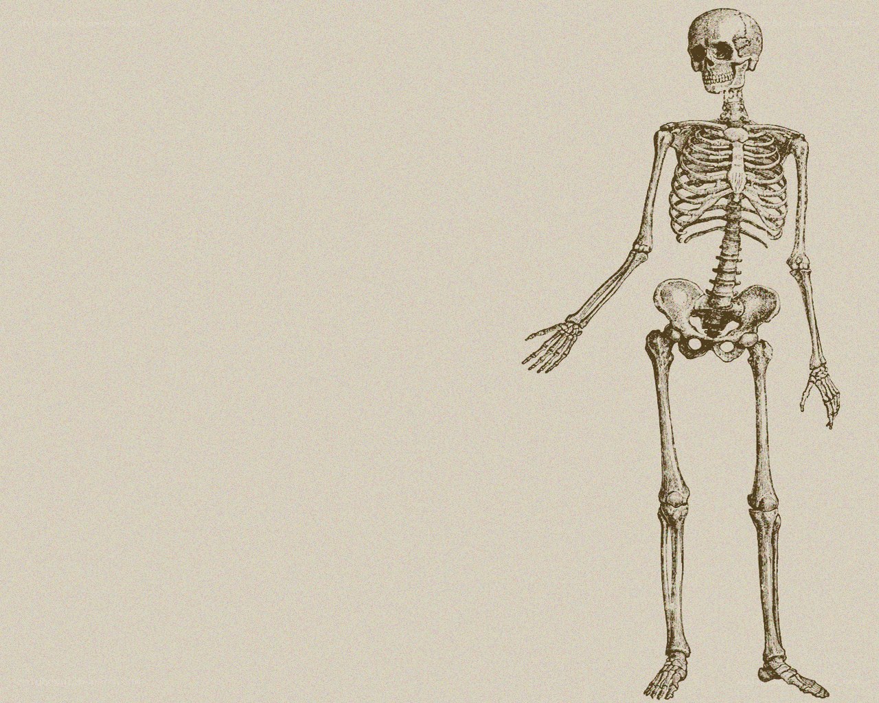 human skeleton illustration