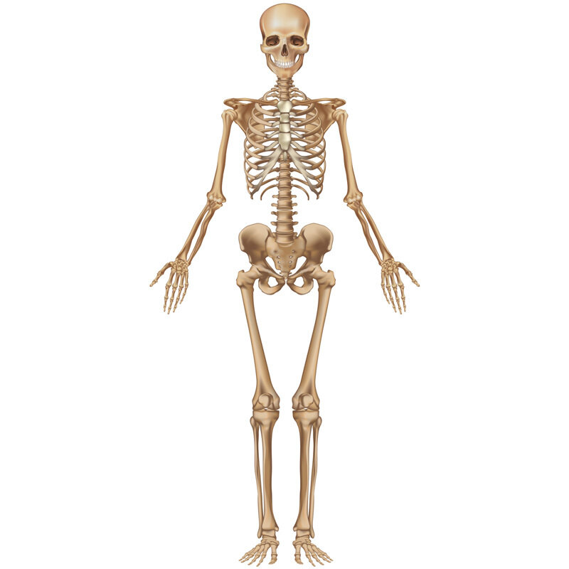 Human Skeleton Model