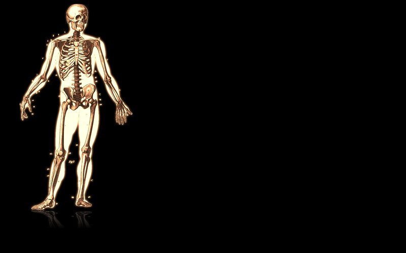 Human Skeleton Model — White