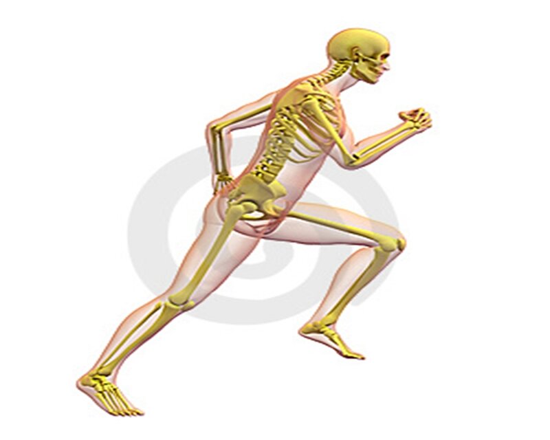 Human skeleton running