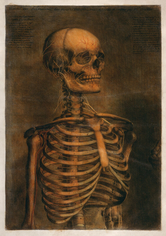 Human Skeleton with Nerves