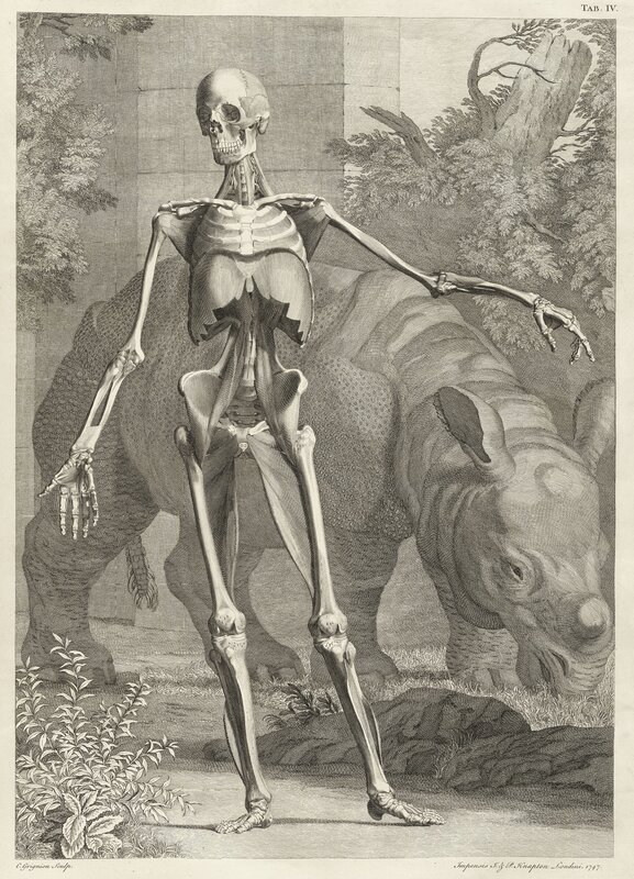 Human skeleton with rhinoceros