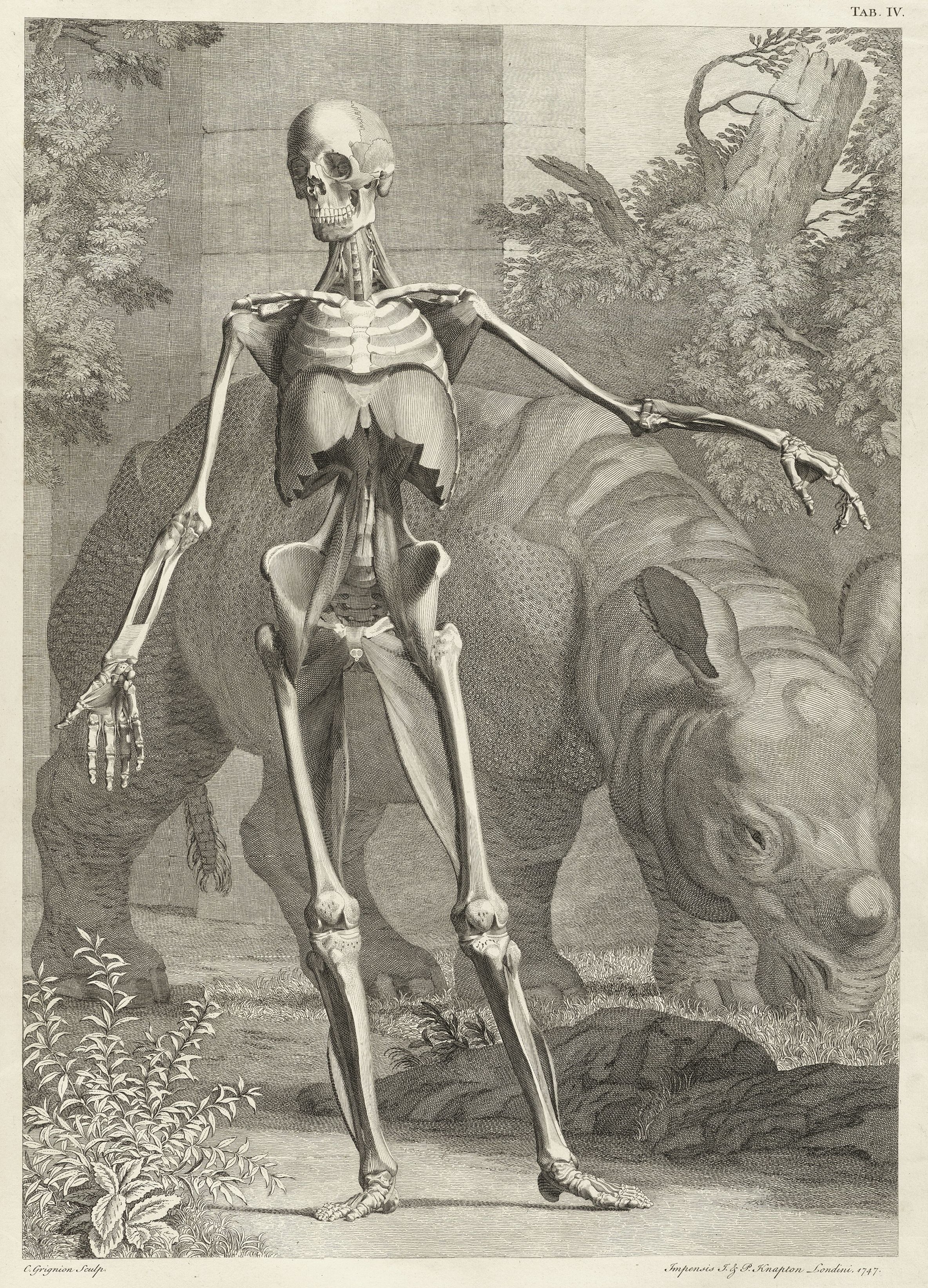 Human skeleton with rhinoceros
