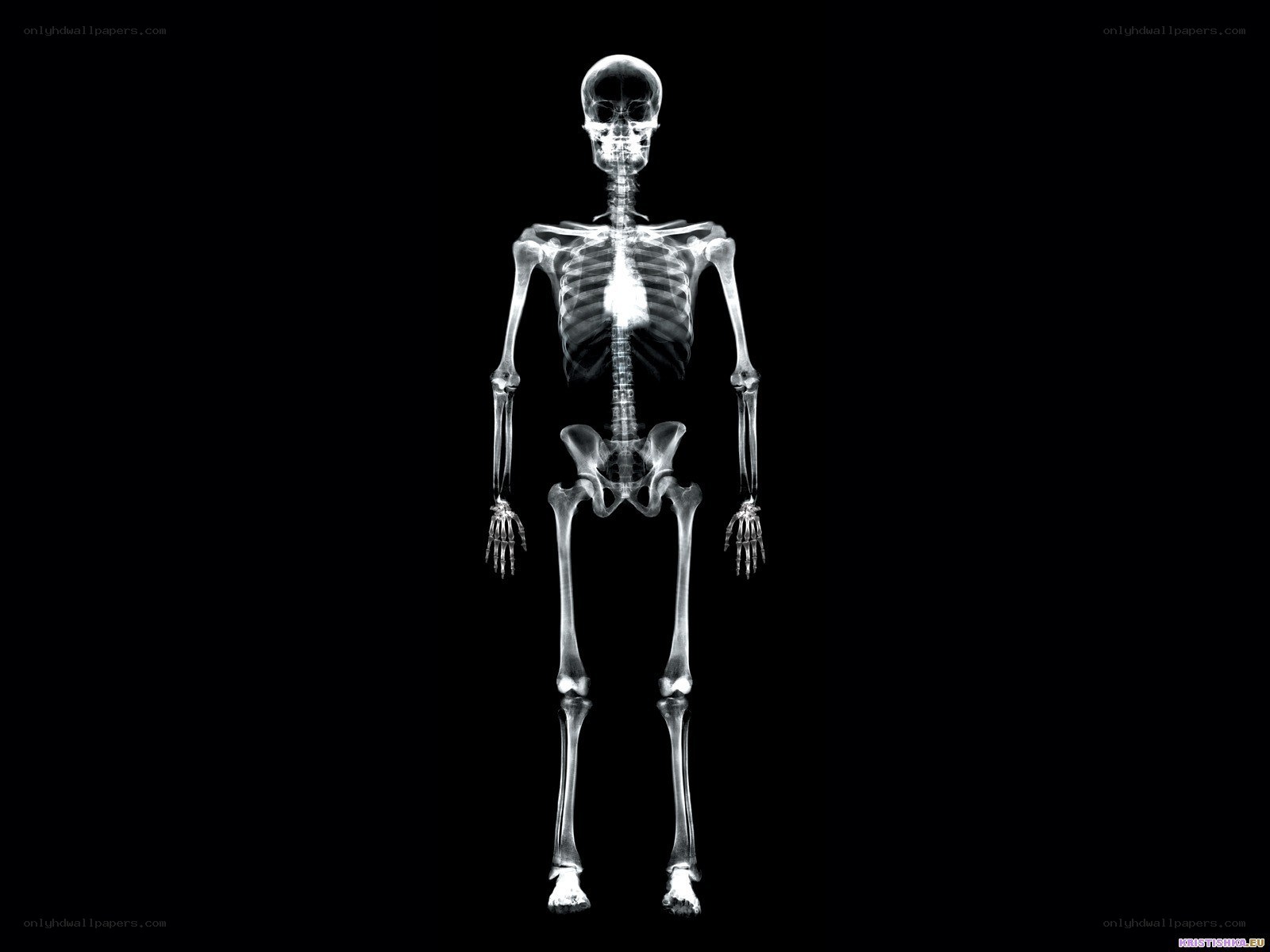 Human skeleton x-ray