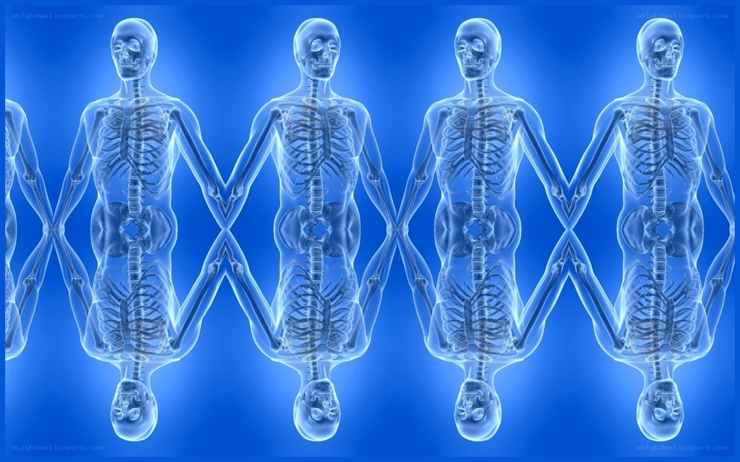 Human skeletons in a row