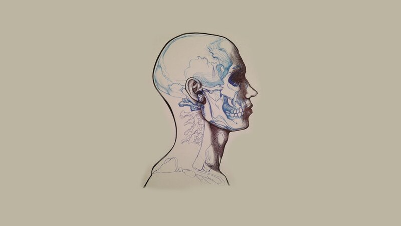 Human Skull Anatomy — Beige