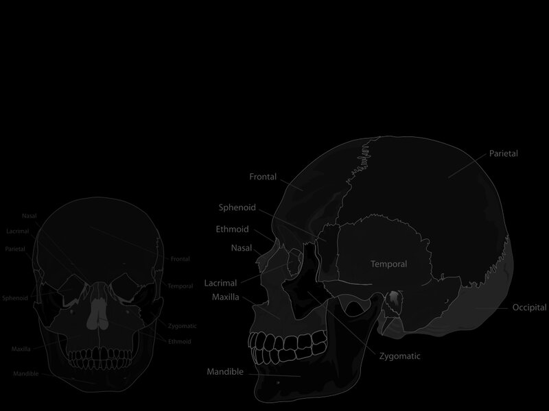 Human skull anatomy diagram