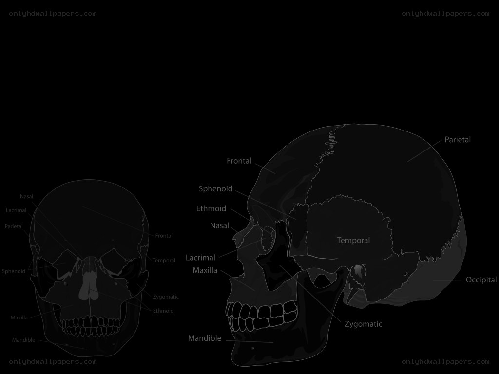 Human skull anatomy diagram