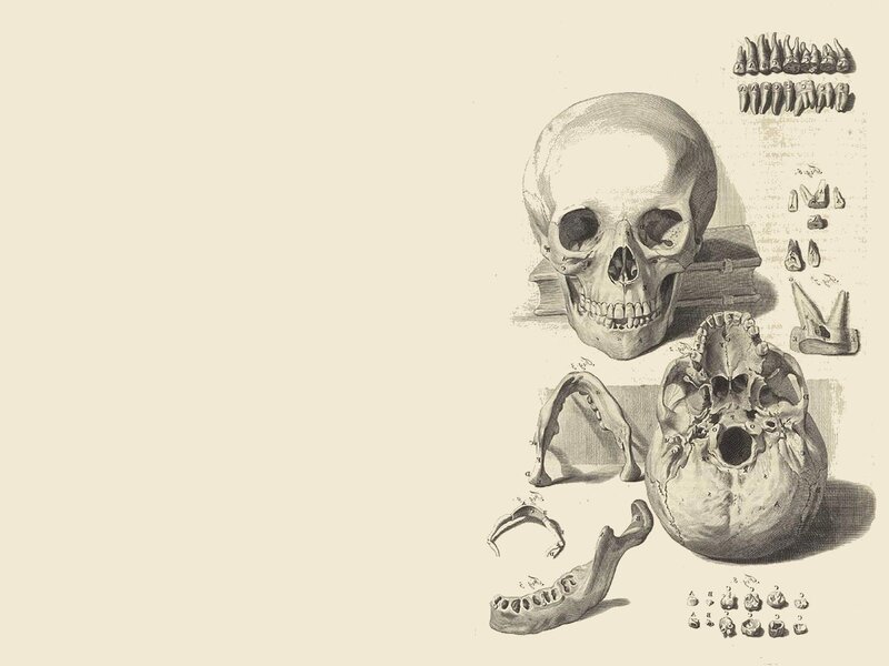 Human Skull Anatomy