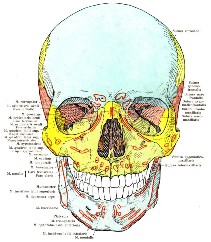 Human Skull Anatomy — Yellow
