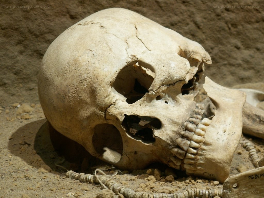 Human skull at an archaeological site