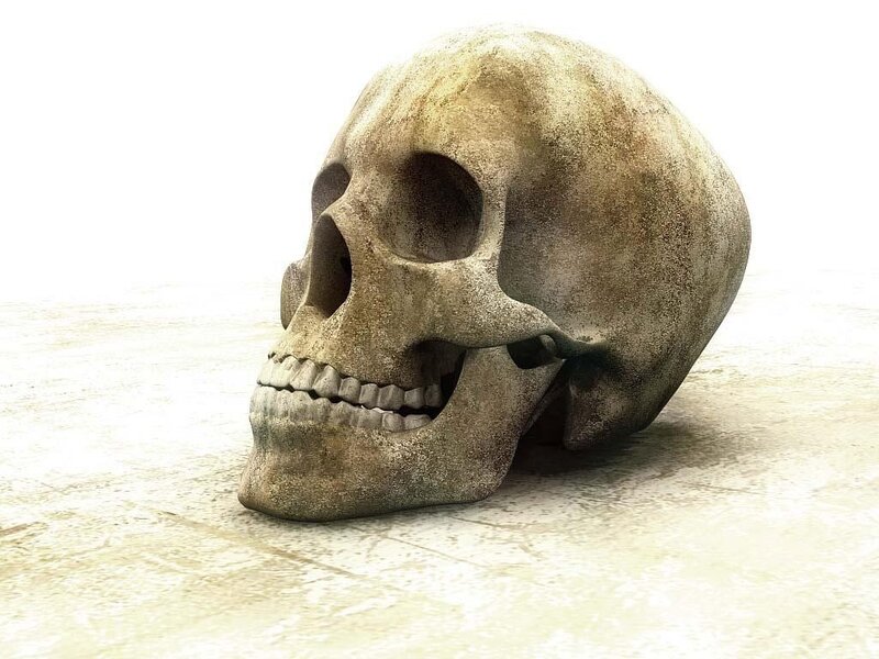 Human Skull — Beige