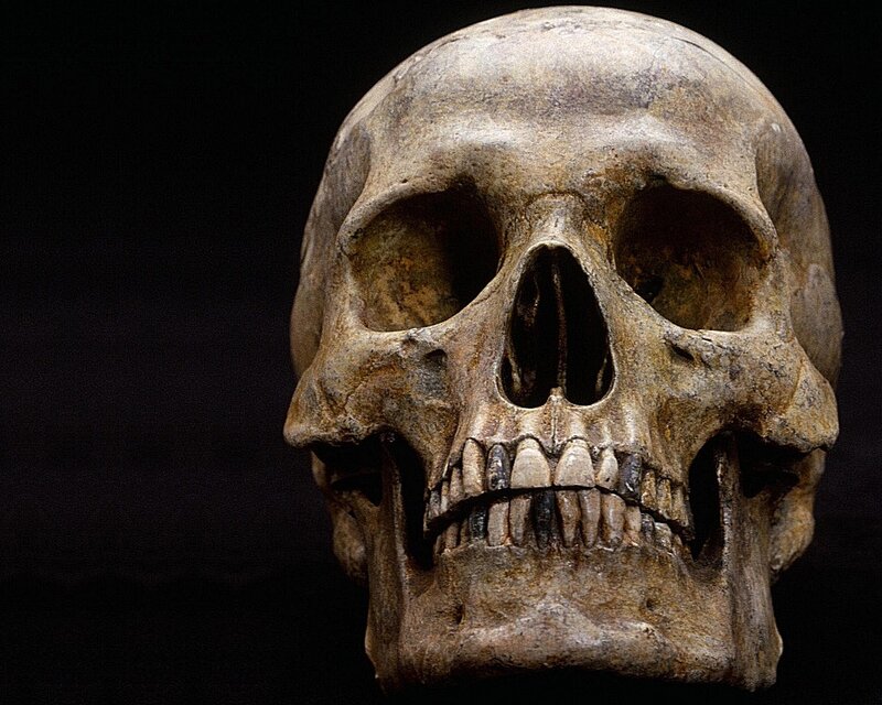 Human Skull — Brown
