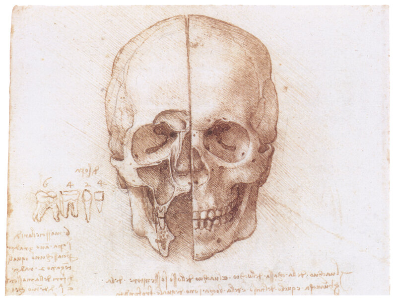 Human Skull Drawing