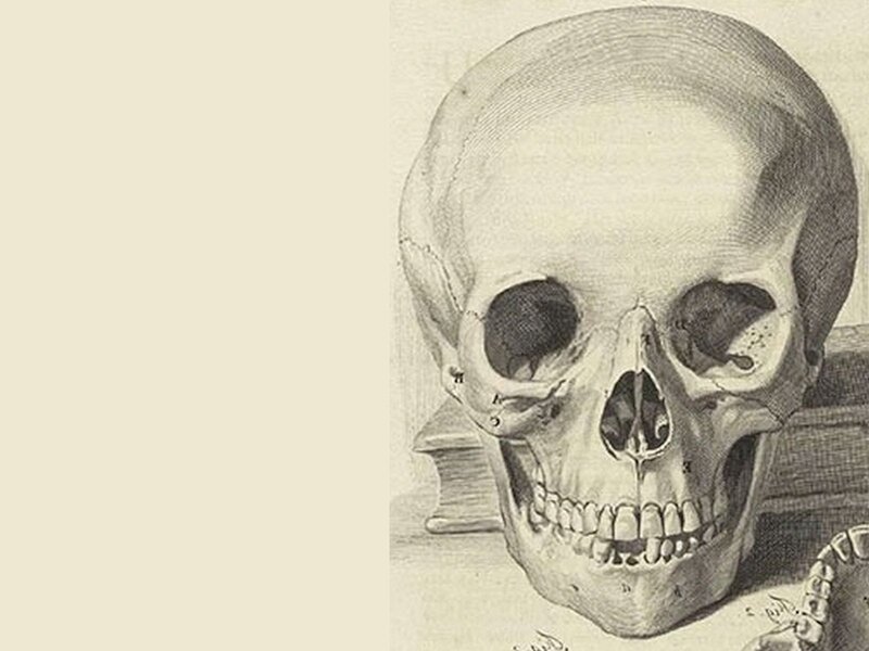 Human Skull — Gray