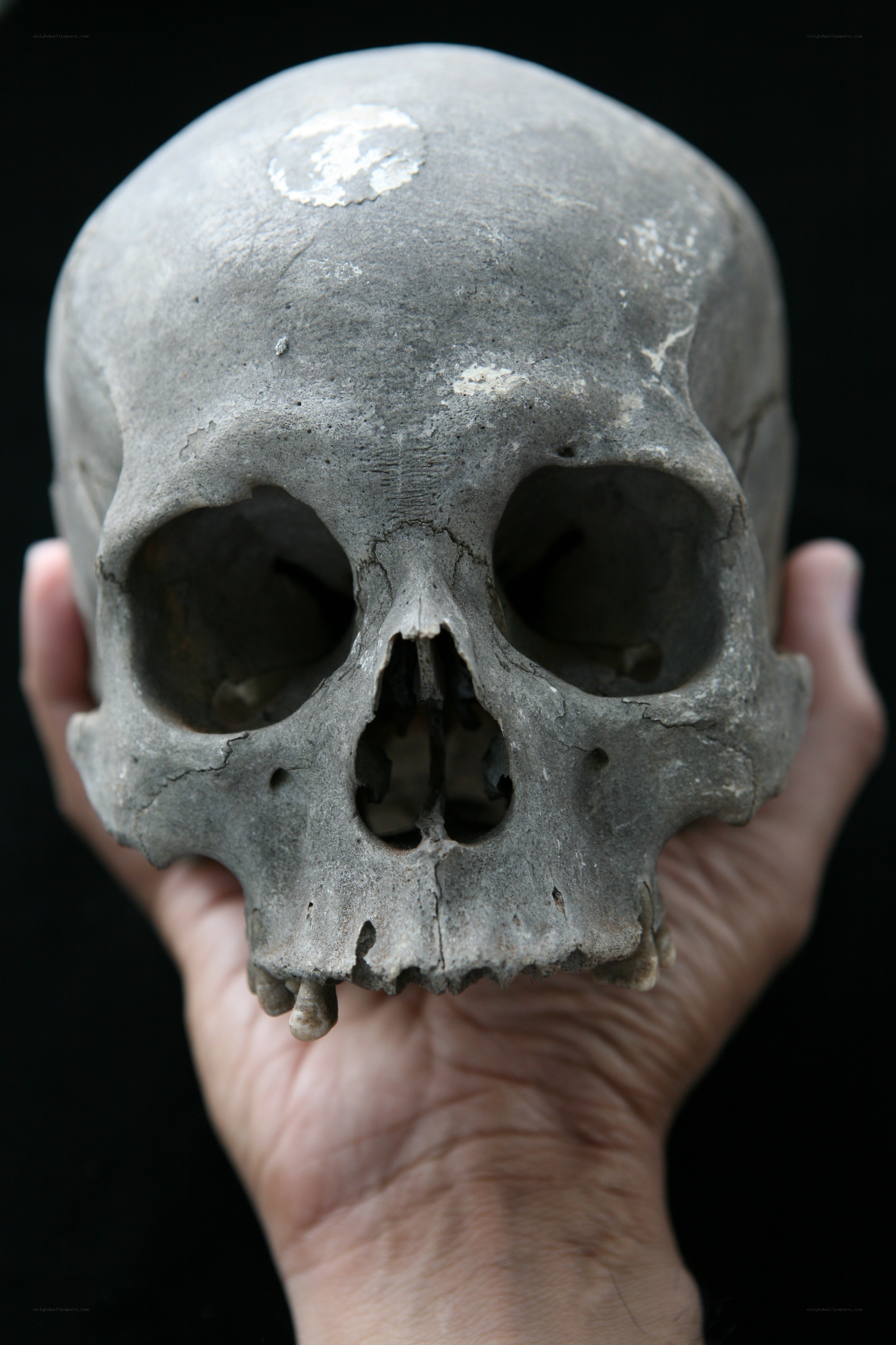Human skull held in hand