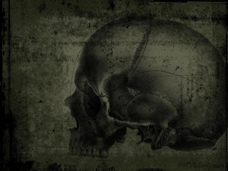 Human Skull Illustration