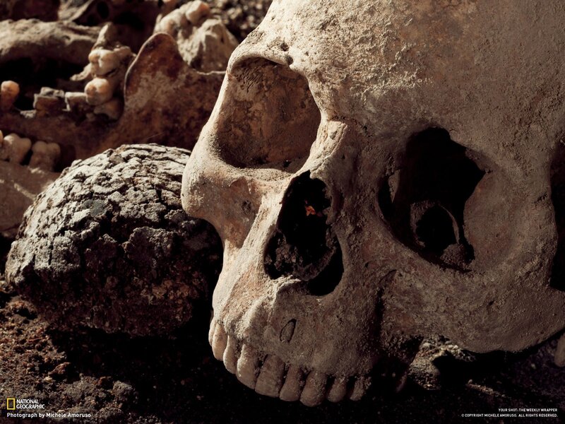Human skull in excavation site