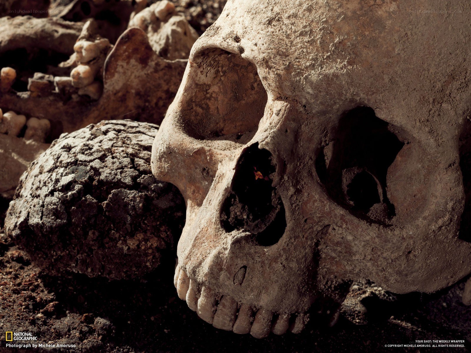 Human skull in excavation site
