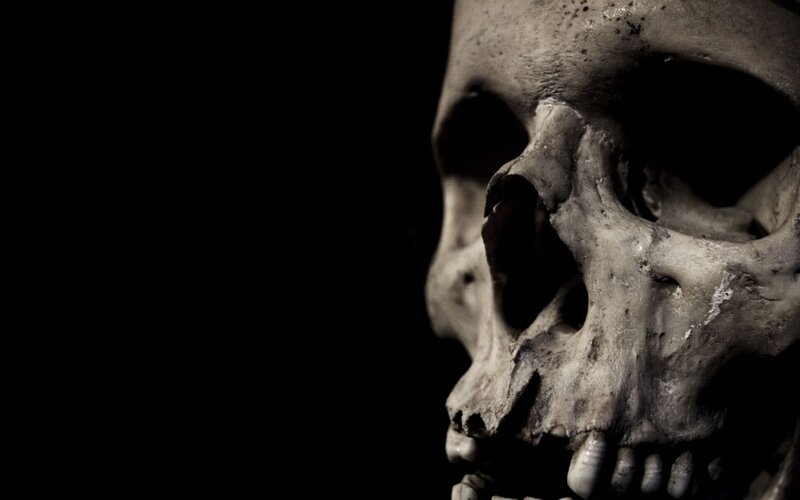 Human Skull in Profile