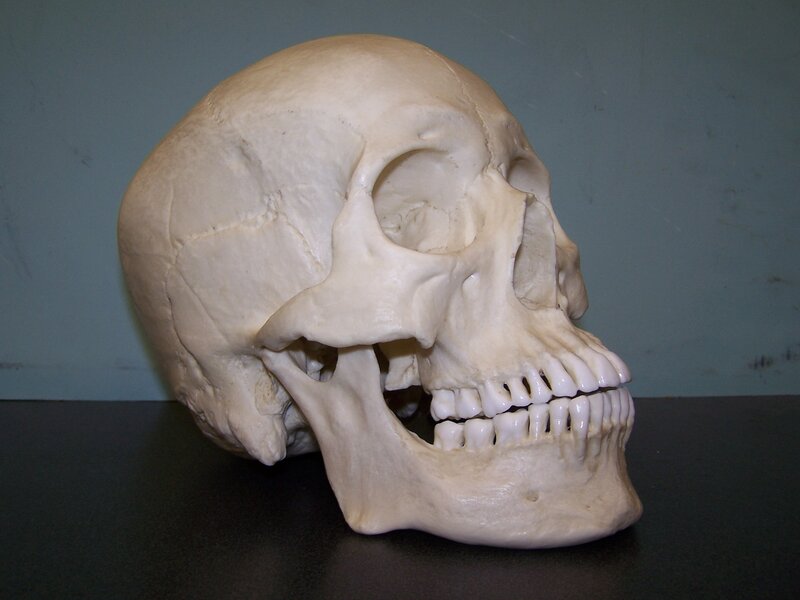 Human skull model