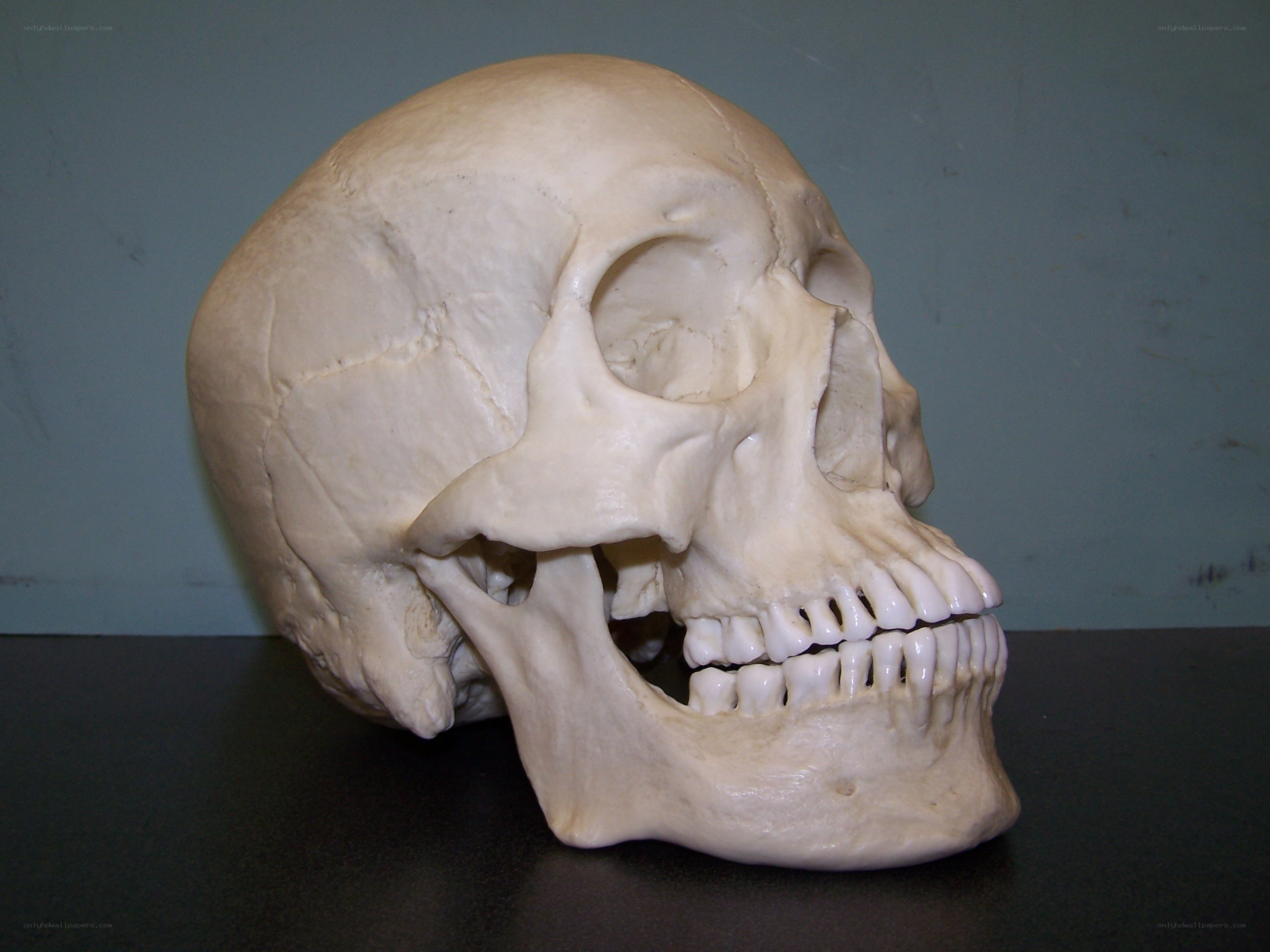 Human skull model