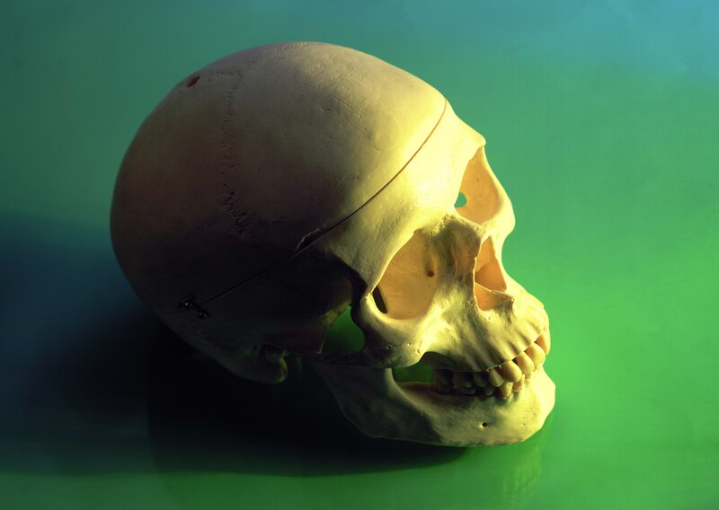 Human skull model on green