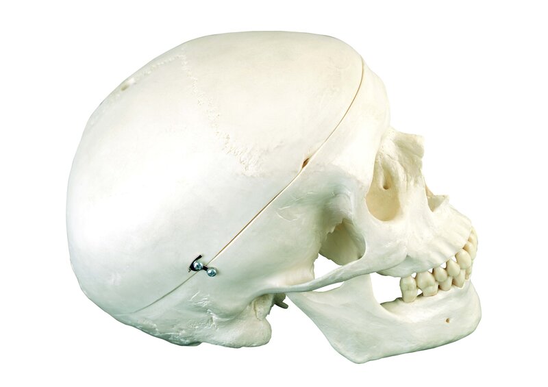 Human skull model