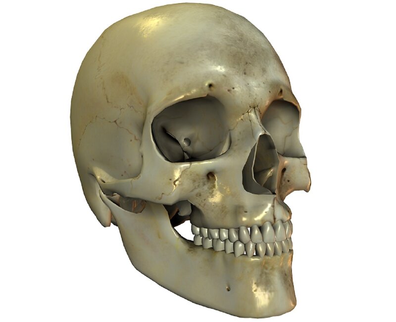 Human Skull